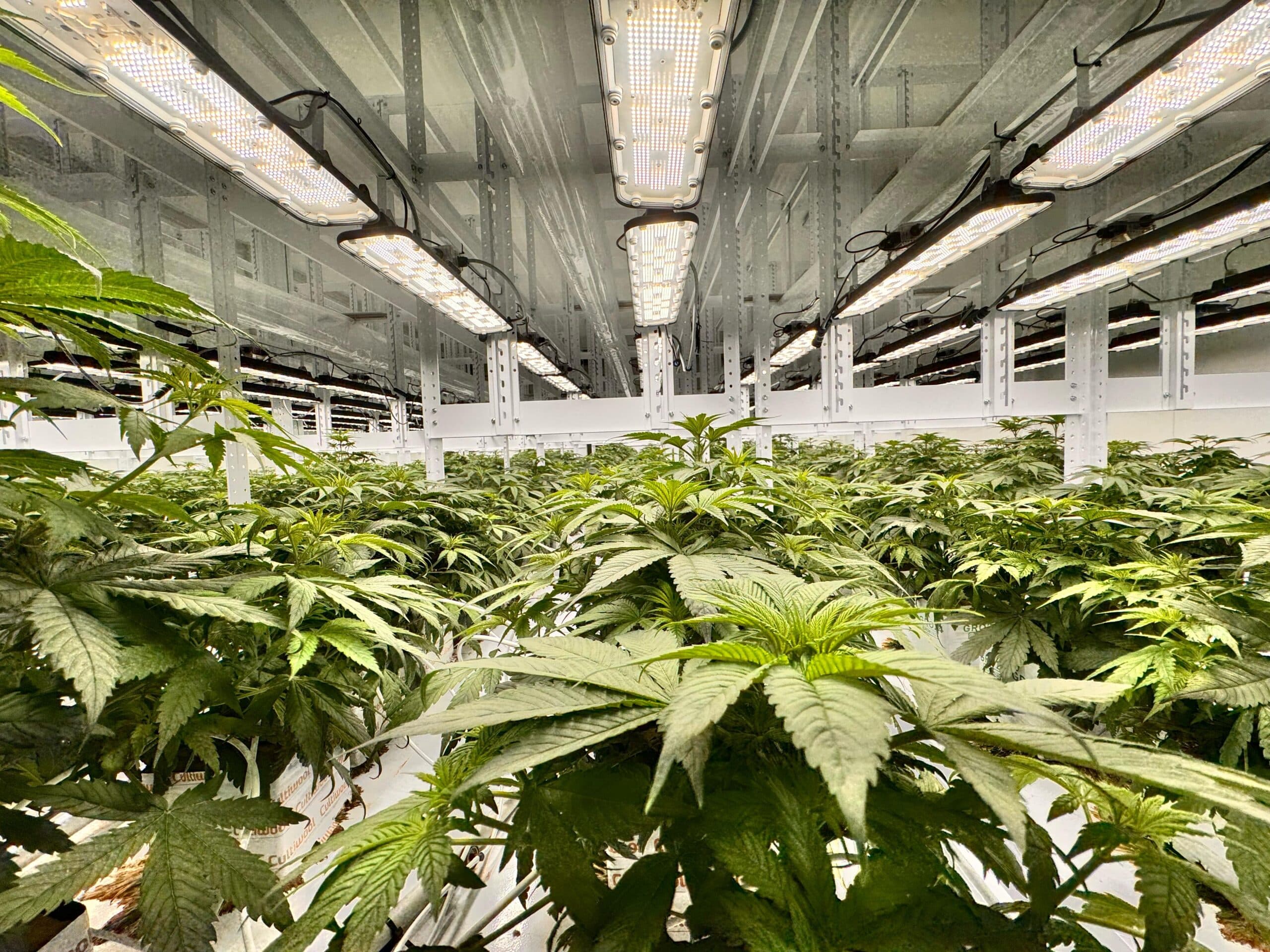 Léčebná marihuana >5% THC jako farmaceutická surovina v lékárenské receptuře – klinické aplikace